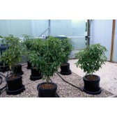 Système IWS Remote 12 pots réservoir 225 Litres