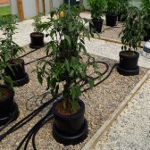 Système IWS Remote 12 pots réservoir 225 Litres