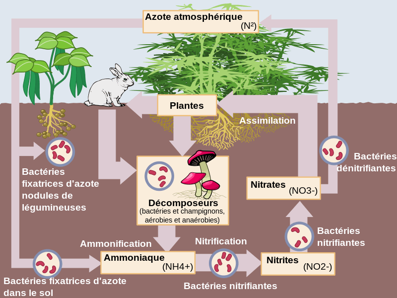 Powder Feeding